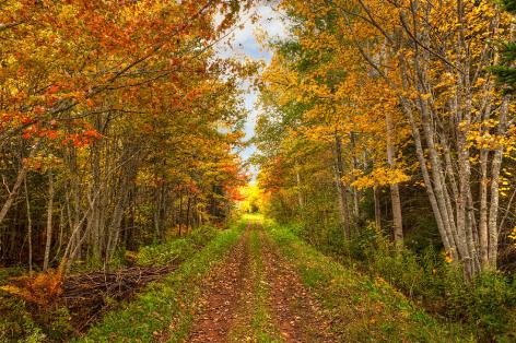 autumn-path-matt-dobson